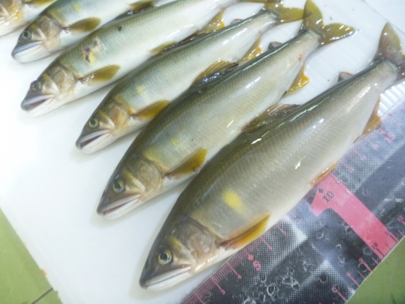 鮎の釣果写真
